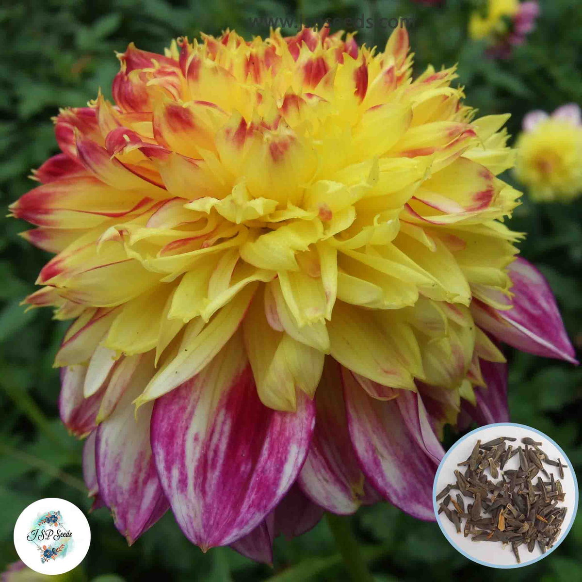 50 Boogie Woogie Dahlia Seeds (Flower Garden Plants)