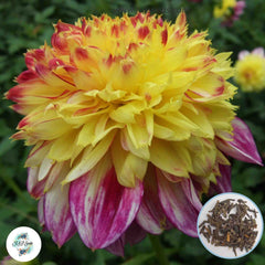 50 Boogie Woogie Dahlia Seeds (Flower Garden Plants)