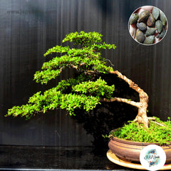 20 Ivory Coast almond, Black afara Bonsai Seeds (Terminalia ivorensis Chev)