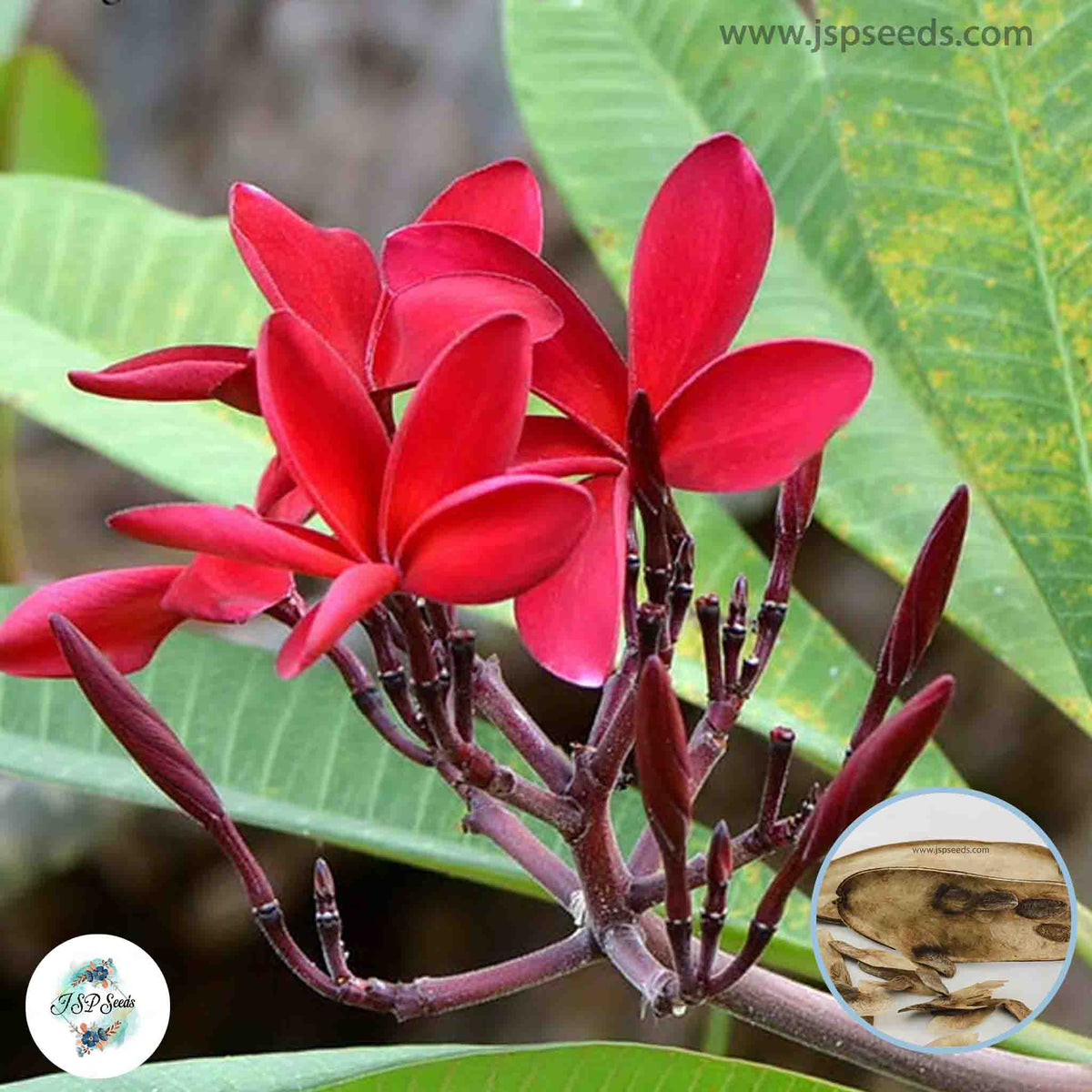 20 Thai Sal Pra Toum Plumeria Rubra (Frangipani) Seeds Fresh Flower New Seeds