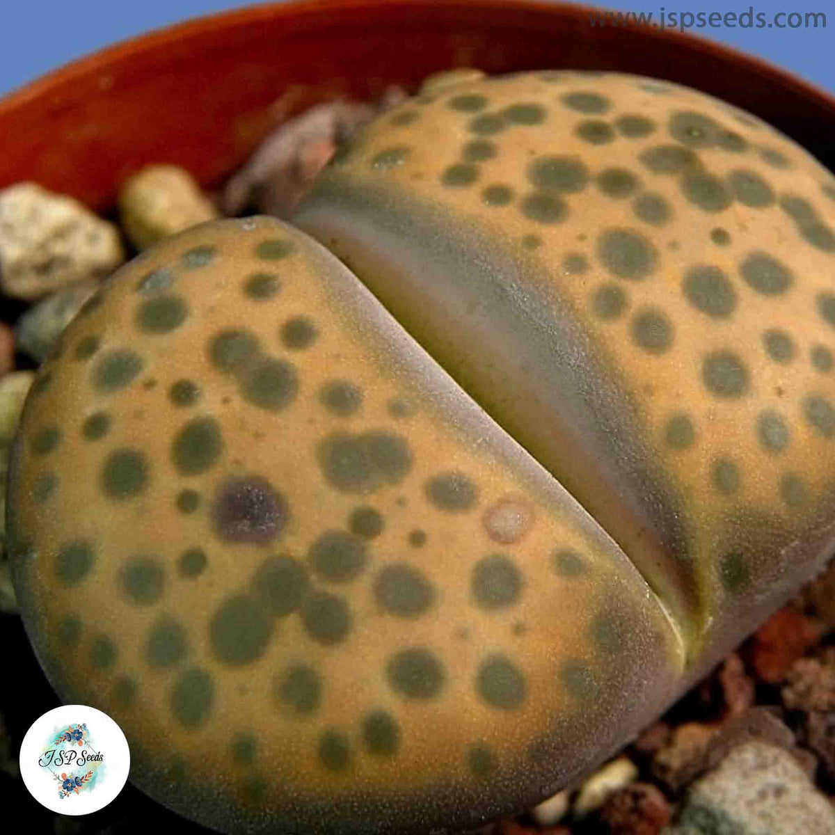 Lithops fulviceps C266 / 40 seeds