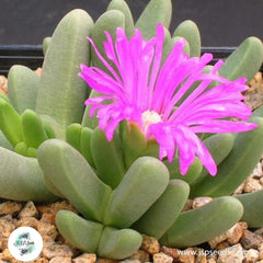 Antegibbaeum fissoides / 40 seeds