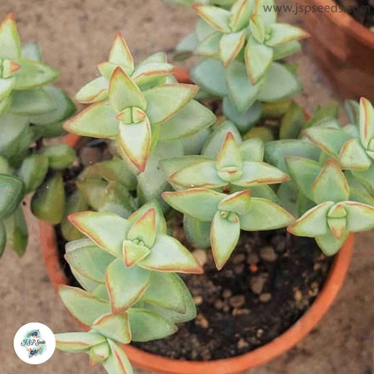 Crassula rupestris / 40 seeds (Kebab bush)