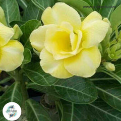 10 Thai Yellow G Adenium obesum Double layer (Desert Rose) Bonsai Seeds Fresh Flower New Seeds (Original Thai Seeds)