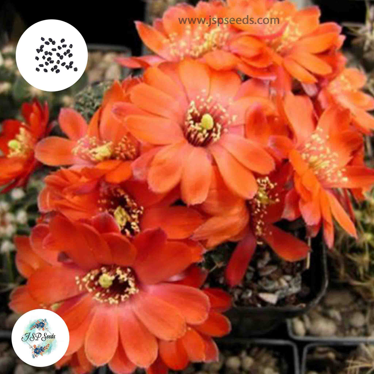 40 Seeds Mediolobivia huasiensis Cactus Succulent seeds