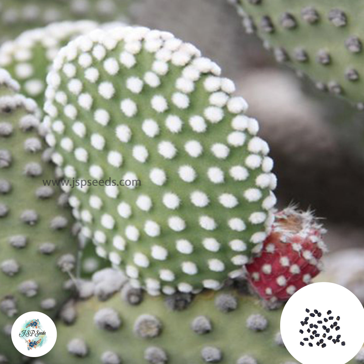 40 Seeds Opuntia microdasys v. albaspina Cactus Succulent seeds