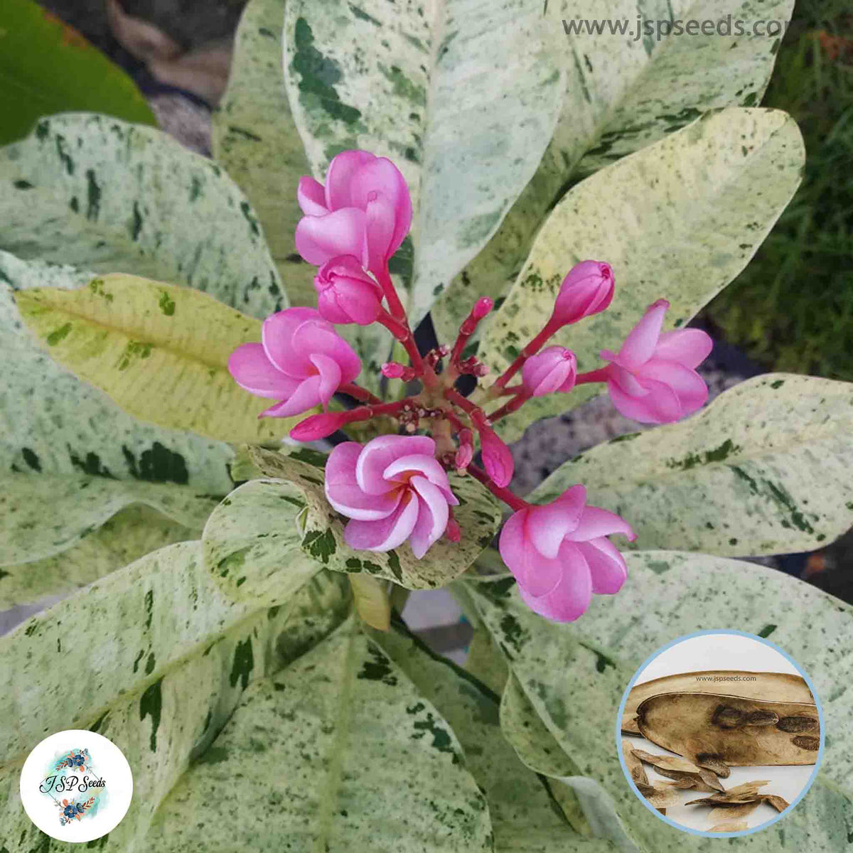 20 Thai Variegated Plumeria Rubra 4(Frangipani) Seeds Fresh Flower New Seeds