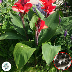 30 Crimson Beauty CANNA LILY Indian Shot Canna Indica Flower Seeds Cannaceae (Asia Flower)