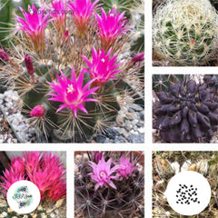 40 Seeds Neoporteria seed mix Cactus Succulent seeds