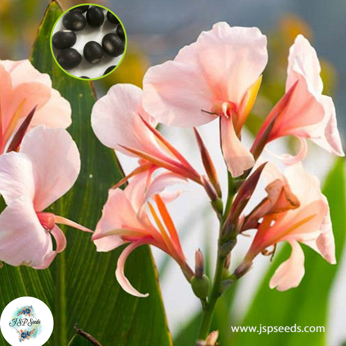 30 Apricot Dream CANNA LILY Indian Shot Canna Indica Flower Seeds Cannaceae (Asia Flower)