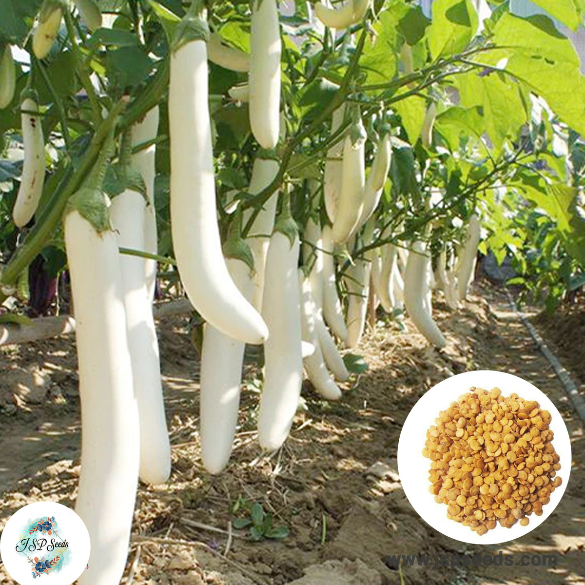 250 Thai White Long Eggplant Eggs Plant Seeds (Asia Vegetable)