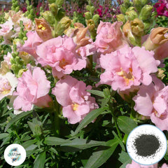 300 Madame Butterfly Snapdragons (Antirrhinum majus) Seeds (Flower Garden Plants)