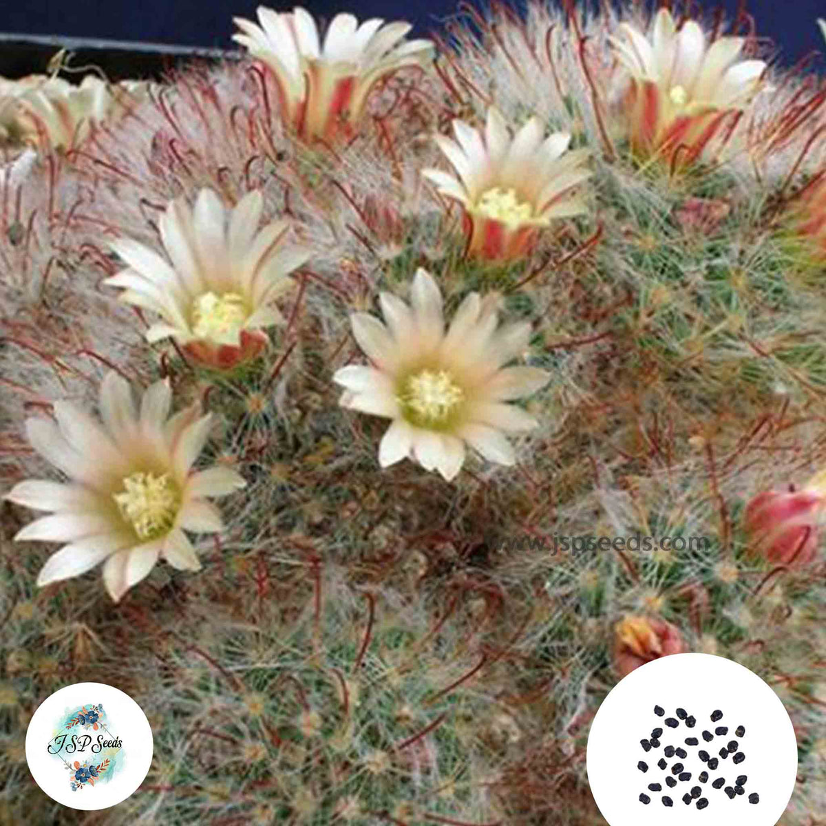 40 seeds Mammillaria aurihamata  Cactus Succulent seeds