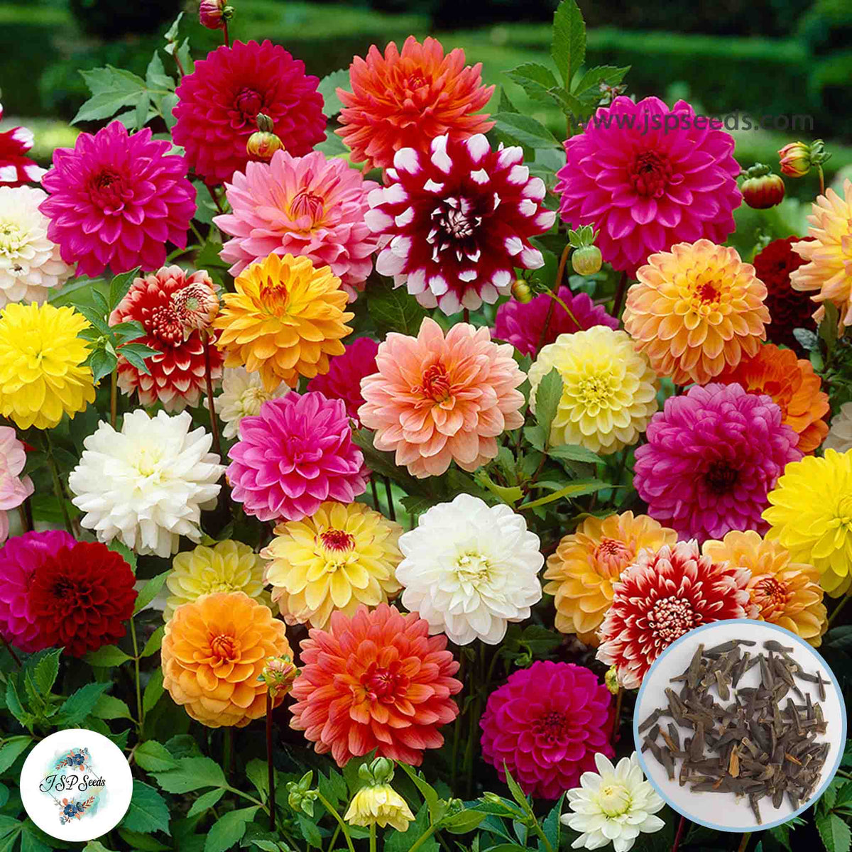 50 Mixed Dahlia Seeds (Flower Garden Potted Plants)