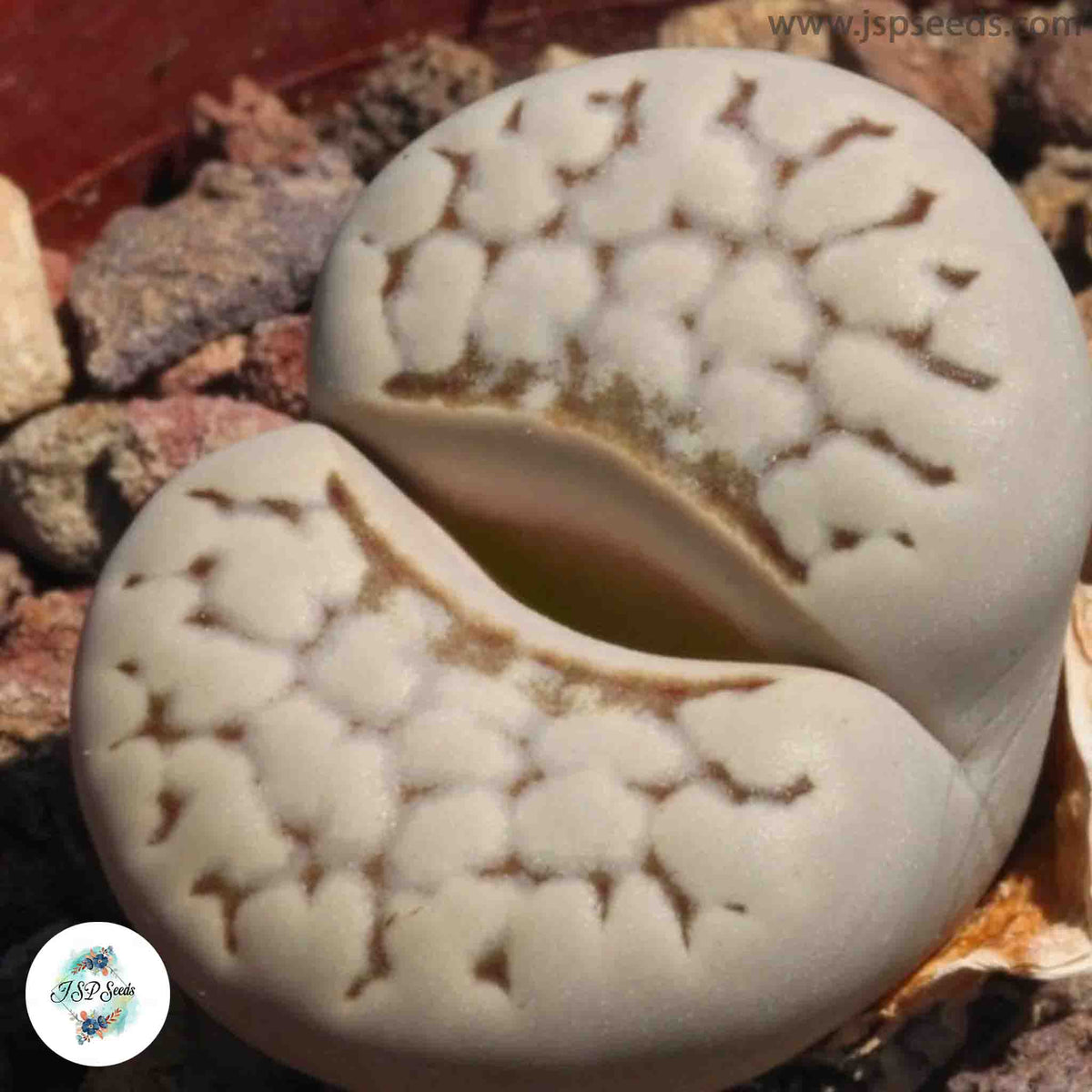 Lithops julii (chrysocephala) C205 / 40 seeds  (Living stones)