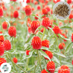 200 Red Strawberry Fields Globe Amaranth Bachelor Button (Gomphrena haageana) Seeds (Asia Flower)