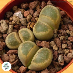 Lithops geyeri C232 / 40 seeds (Lithops hillii)