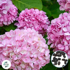 20 Pink Hydrangea Seeds Perennial Hardy Flowers Seed Shrub