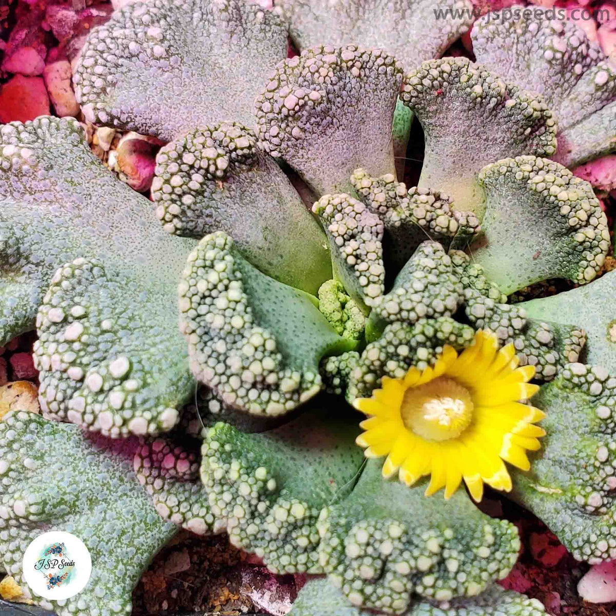 Titanopsis calcarea / 40 seeds