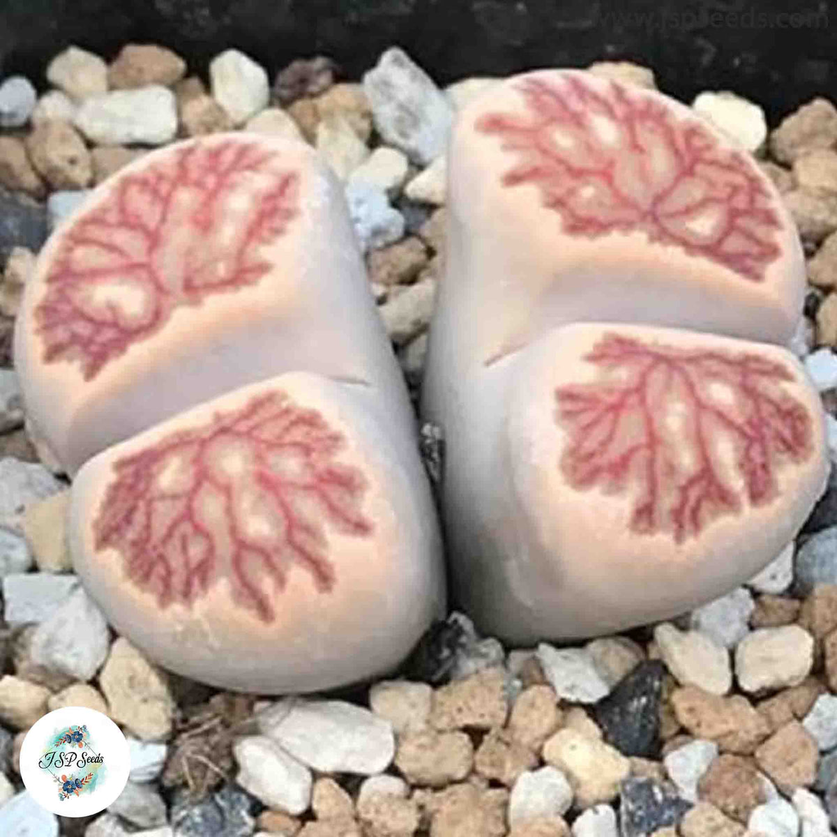 Lithops julii ‘Kikushogiyoku’ [RARE] / Living stones – 40 seeds