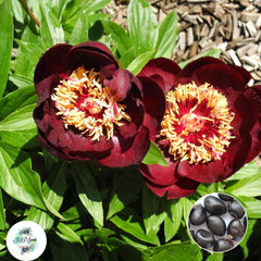 20 Chocolate Soldier Peony Paeoniaceae Paeonia suffruticosa Tree Flower Plant Seeds (Lucky Flower) Seeds (Flower Garden Potted Plants)