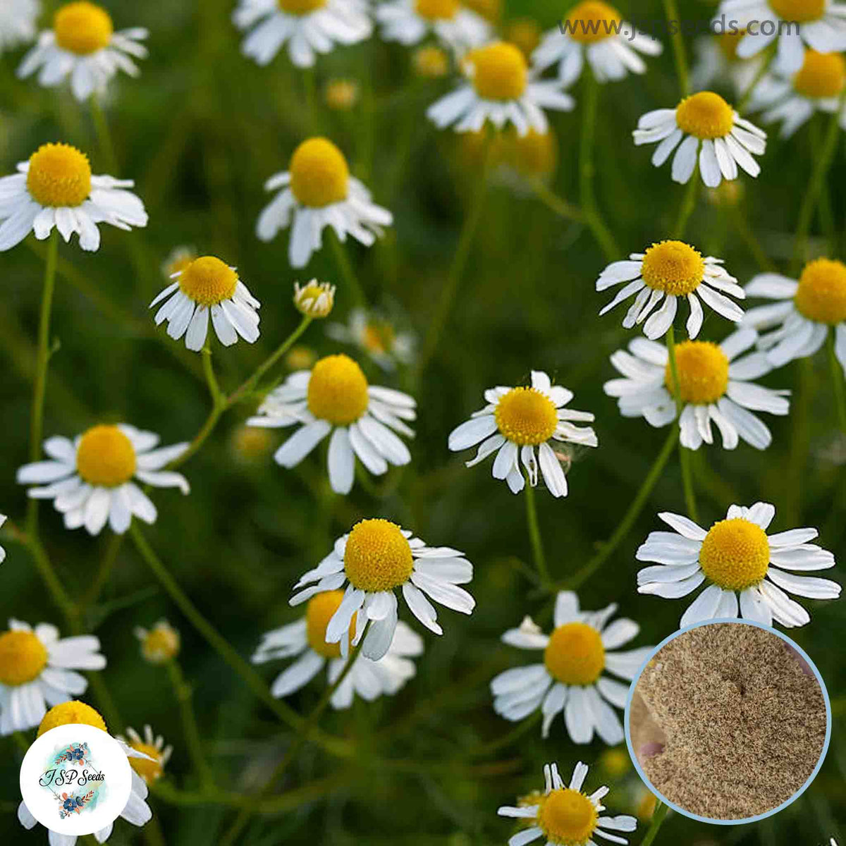 100 German Chamomile Flower Seeds