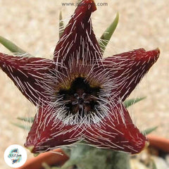 Orbea tubiformis [RARE] / 40 seeds