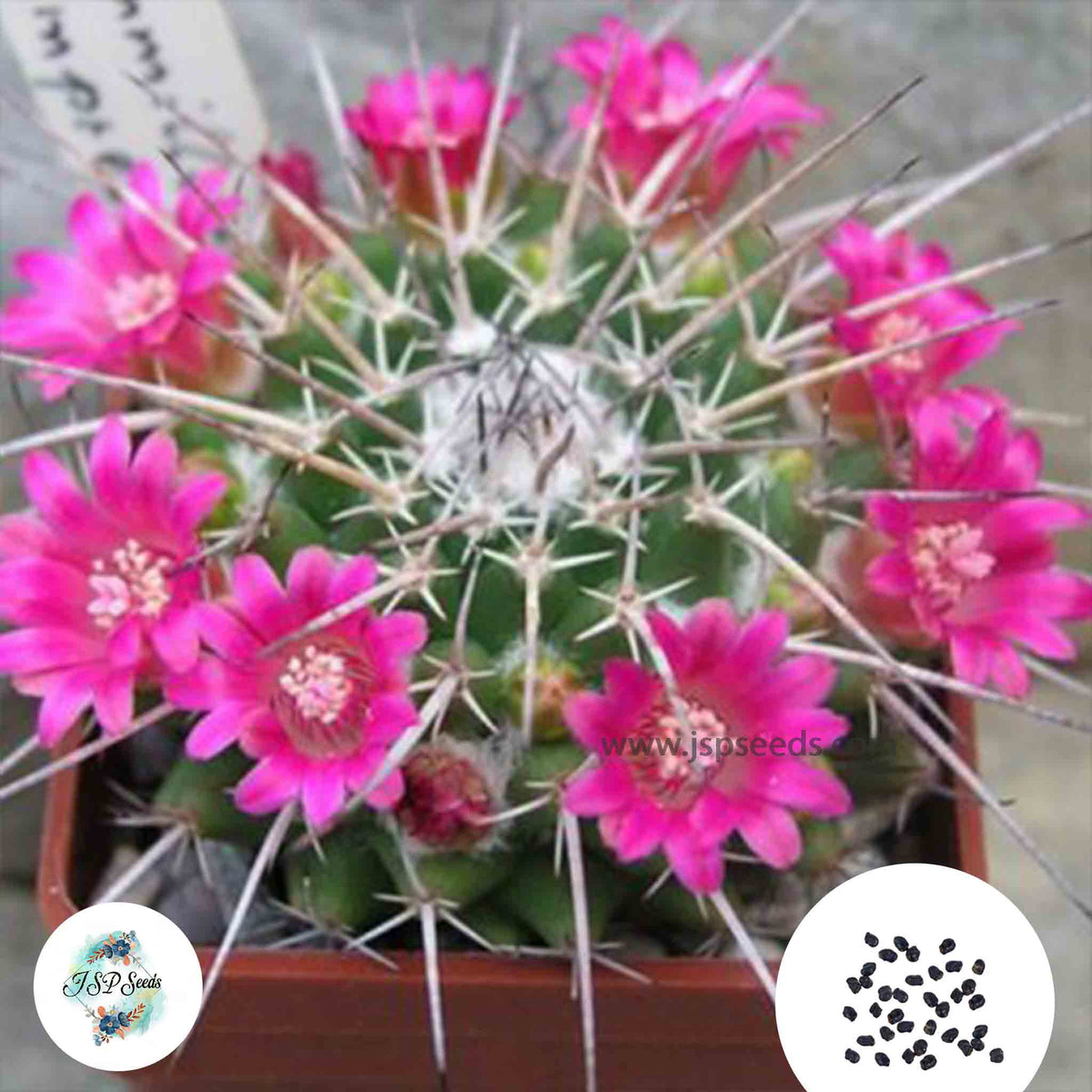 40 Seeds Mammillaria centralifera Cactus Succulent seeds