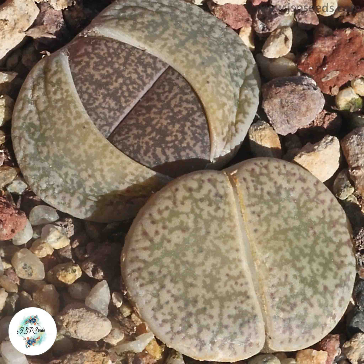 Lithops lesliei C151 (Grey form) / Living stones / 40 seeds