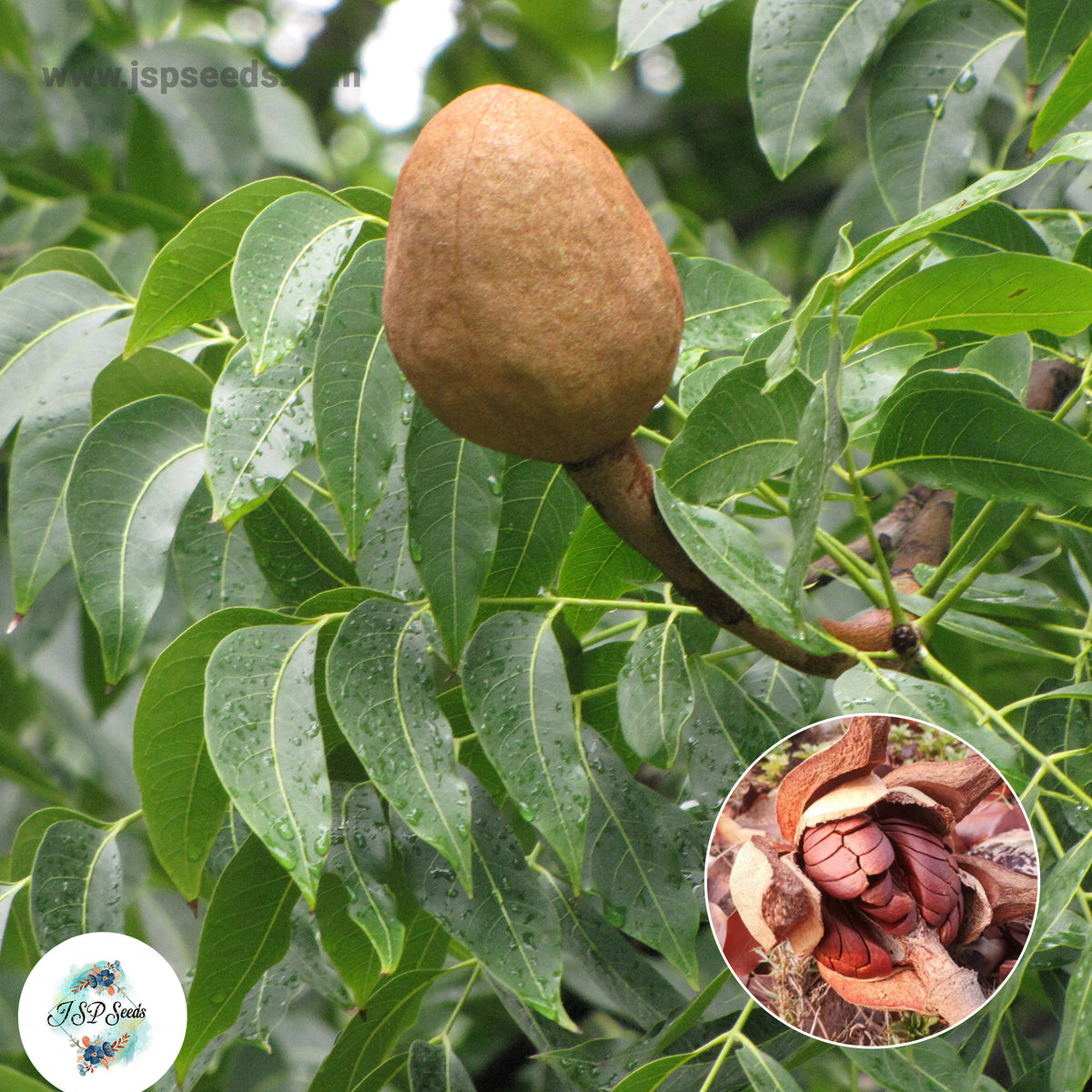 20 Mahogany Swietenia macrophylla, Hondurus GIANT SEED mahogany big tree hard wood Swietenia macrophylla King