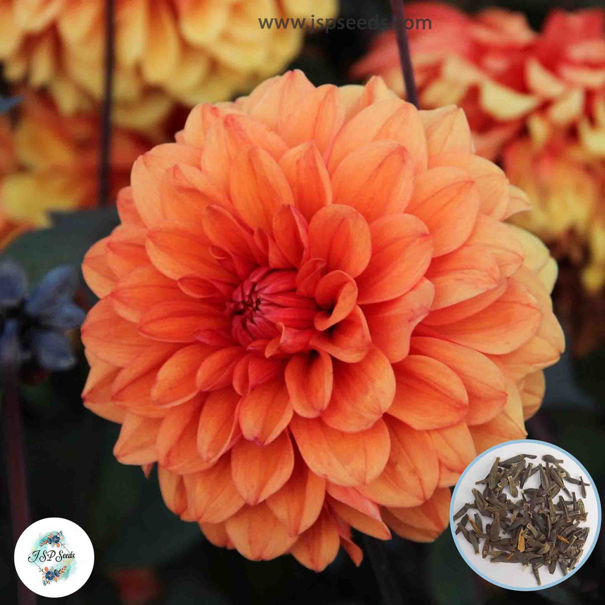 50 David Howard Dahlia Seeds (Flower Garden Plants)