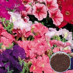 1000 Fantasy Mix Petunia Seeds Grandiflora, Multiflora, Milliflora Perennial Flowers Annual Seeds (Flower)