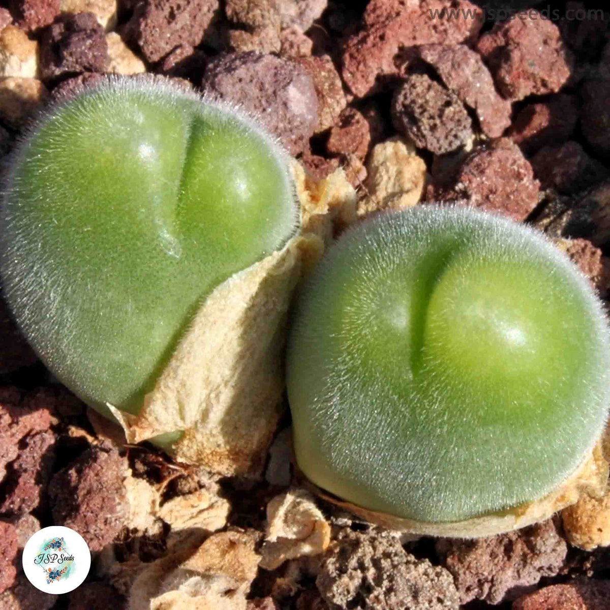 Gibbaeum pilosulum [RARE] / 40 seeds