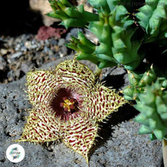 Huernia hystrix / 40 seeds (Porcupine huernia, Stapelia)