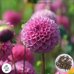 50 Jan Van Schaffelaar Dahlia Seeds (Flower Garden Potted Plants)