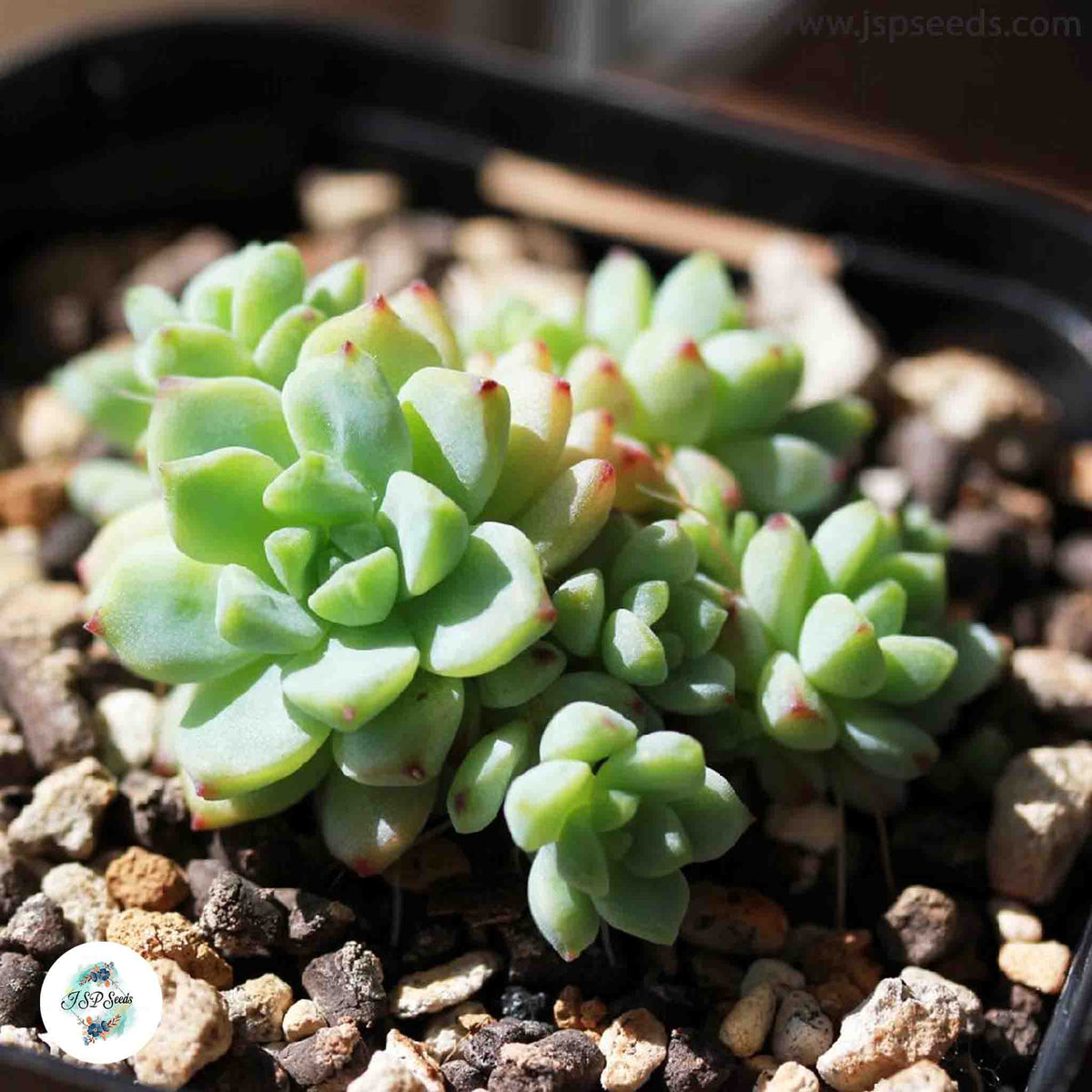 Sedum perezdelarosae / 40 seeds