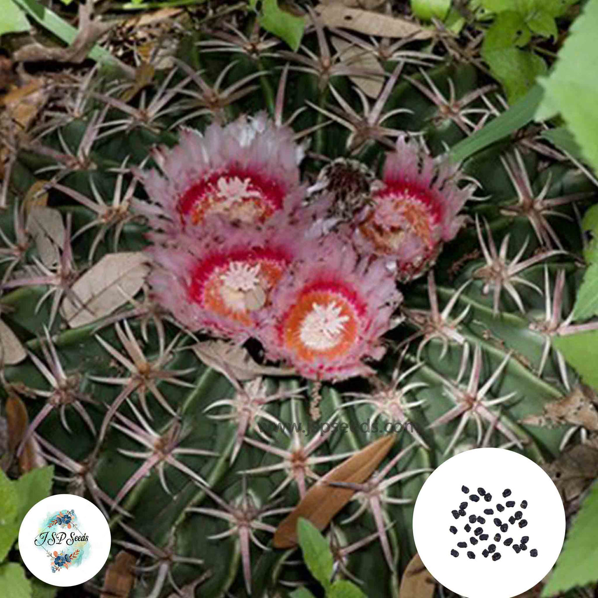 40 Seeds Homalocephala texensis Cactus Succulent seeds