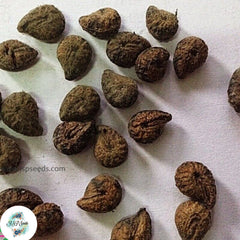 20 Tiliacora triandra Yanang Suong Sam Long Seeds (Asia Herbal)Ya-Nang