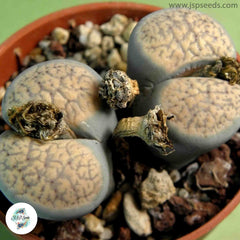 Lithops verruculosa v. glabra C160 / 40 seeds (living stones)