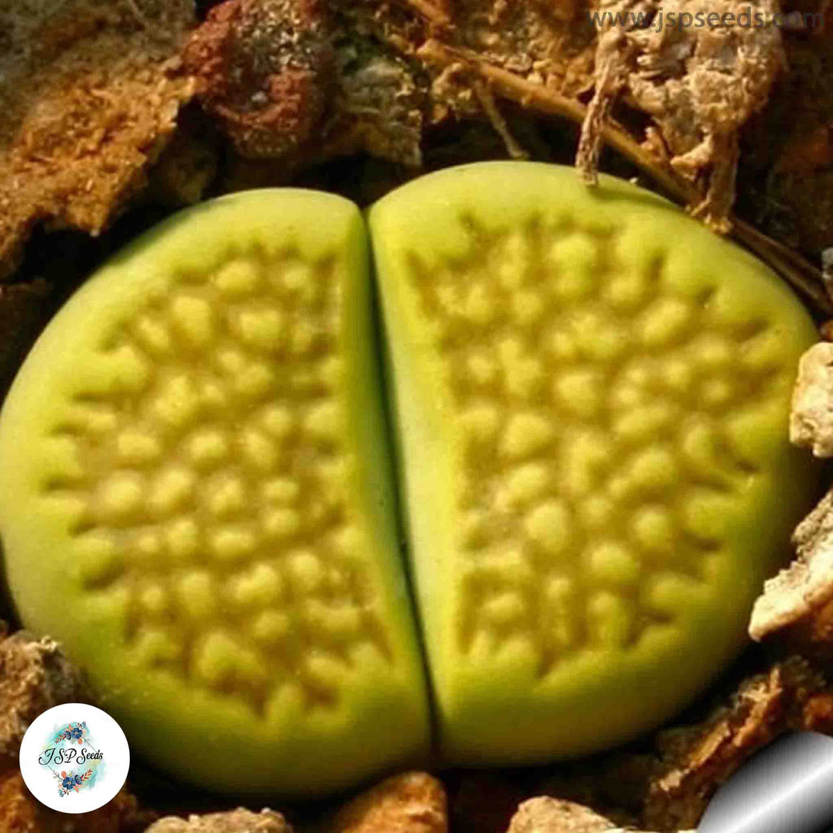 Lithops hallii ‘Green Soapstone’ / Living stones / 40 seeds [RARE]