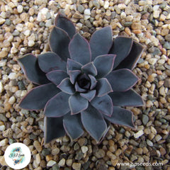 Echeveria eurychlamys / 40 seeds