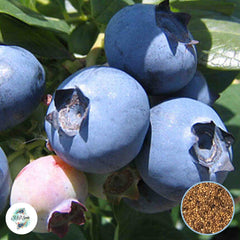 50 American Blueberry Seeds heirloom, organic, non-GMO