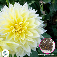 50 Yellow and White Dahlia Seeds (Flower Garden Potted Plants)