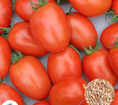 100 Tomato Sweet Melon Organic Heirloom Seeds (Vegetable Potted Plants)