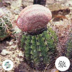 40 Seeds Melocactus mulequensis Cactus Succulent seeds