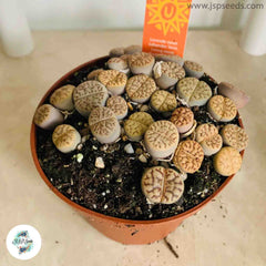 Lithops bromfieldii mix / Living stones / 40 seeds