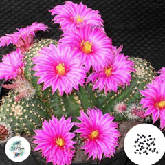 40 Seeds Echinocereus amoenus Cactus Succulent seeds