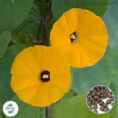 50 Japanese Takii Yellow Morning Glory Seeds (MORNING GLORY)