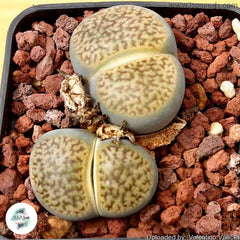 Lithops hookeri v dabneri (Living Stones) / 40 seeds