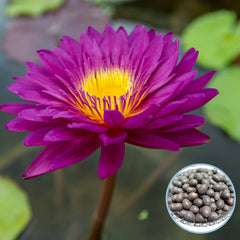 15 Thai Heirloom Lotus flower Bonsai Seeds Water Plants (Original Thai Seeds) 026